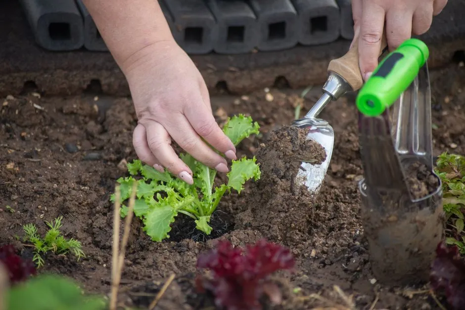 Garlic Vernalization: When Planting Stock Needs Cold